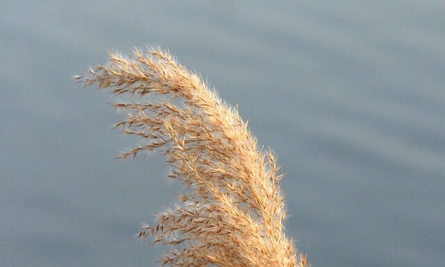 Czym się różnią mokasyny od Lordsów? Czym się różnią mokasyny od Lordsów?