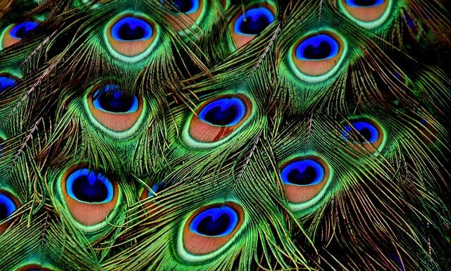 Czy pawie pióra przynoszą szczęście?