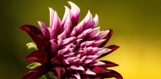 Jakiemu rozmiarowi odpowiada XL?