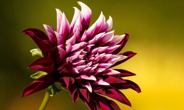 Jakiemu rozmiarowi odpowiada XL?