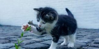 Jak bronić się przed atakiem nuklearnym?