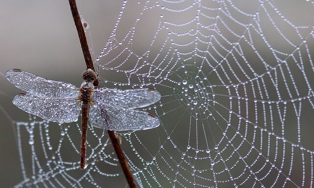 Jak zrobić pułapkę na muszki?