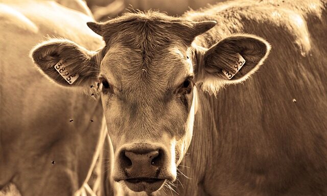 Czemu muchy lecą do mnie?