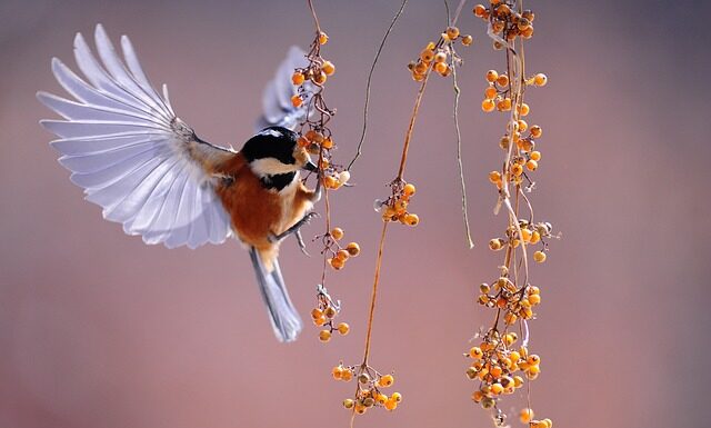 Co cieplejsze pierze czy piorą?