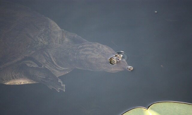 Czy softshell jest przeciwdeszczowy?