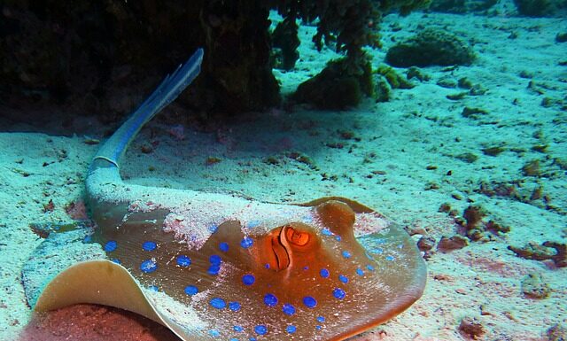 Jaki krój płaszcza dla niskiej osoby?