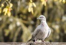 Jaki kołnierzyk bez krawata?