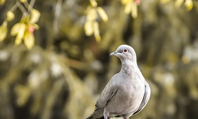 Jaki kołnierzyk bez krawata?
