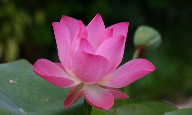 Co to znaczy po angielsku kowboj?