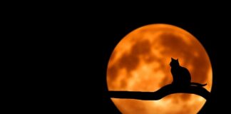 Jak nosić czarne mokasyny?