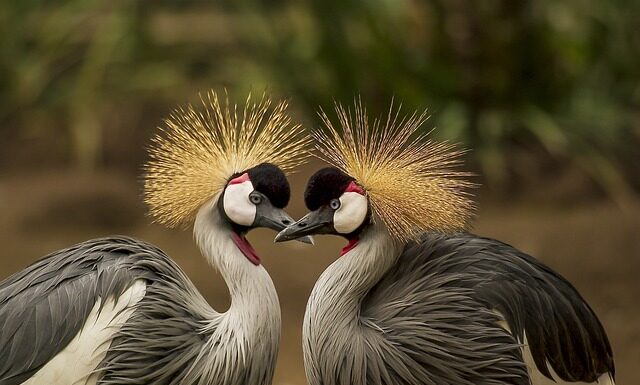 Jak nazywa się nakrycie głowy szejka?