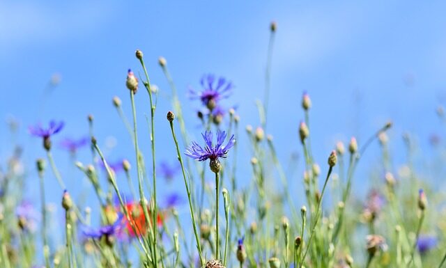Po której stronie są guziki w męskiej kurtce?