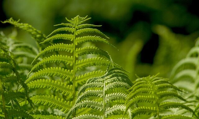 Jaka waga jubilerska forum?