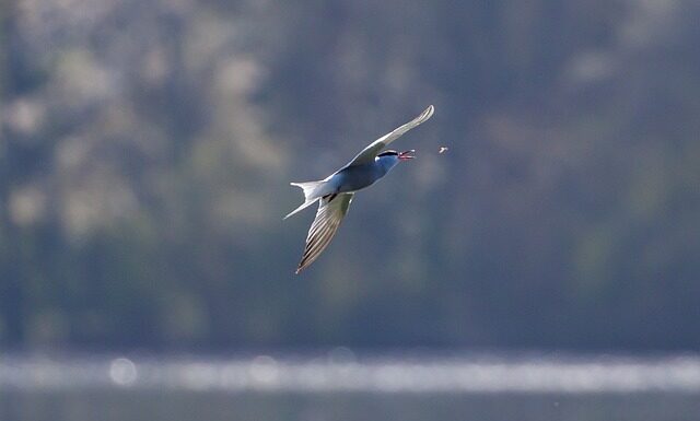Jak zrobić muchę do koszuli?