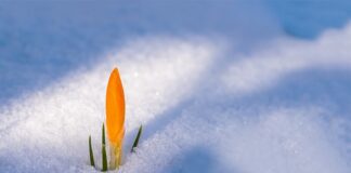 Czy trzeba mieć 18 lat żeby przebić uszy?