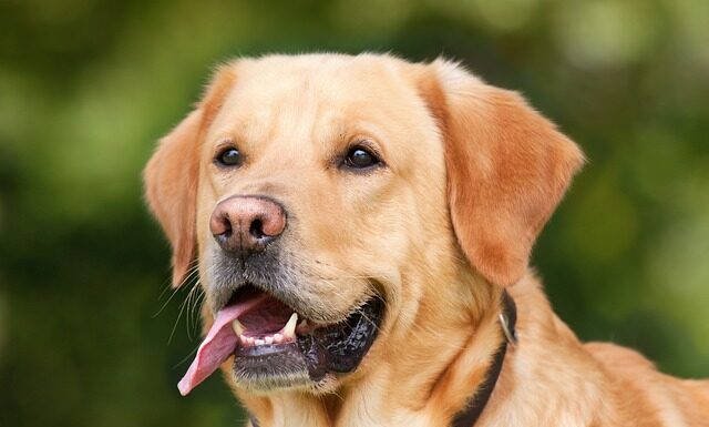 Ile litrów krwi jest w człowieku?