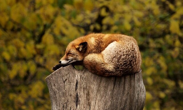 Co to jest czerwona skarpeta? Co to jest czerwona skarpeta?