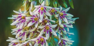 Czy kozaki kowbojki są modne?