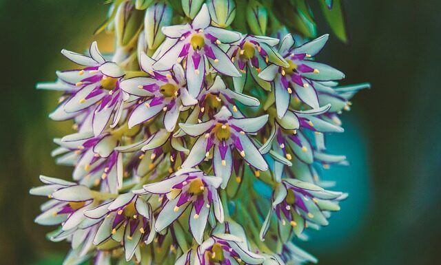 Czy kozaki kowbojki są modne?