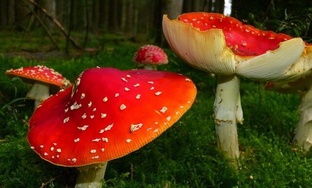 Dlaczego mucha zaciera łapki?