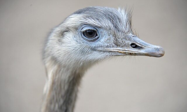 Czy Emu nadają się na śnieg?