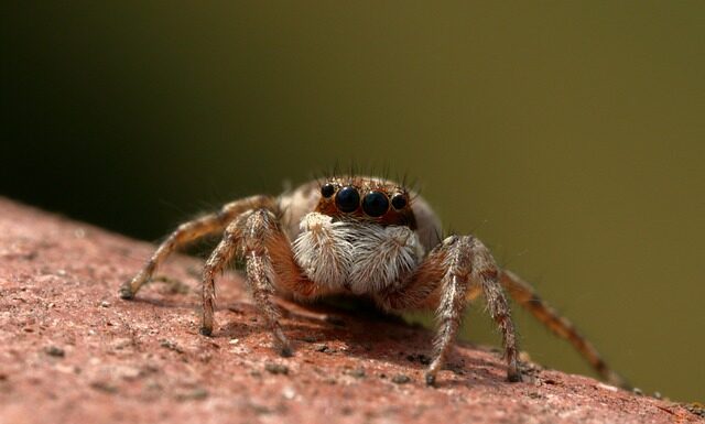 Czy skoczek może się cofać?