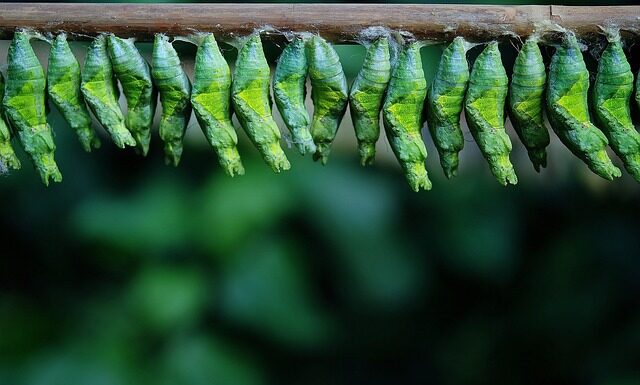 Jak wygląda larwa muszki owocówki?